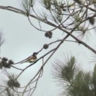 ../thumbnails/015-6687.Loggerhead Kingbird_EOSR6.jpg.small.jpeg