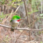 ../thumbnails/016-6717.Narrow-billed Tody_EOSR6.jpg.small.jpeg