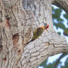 ../thumbnails/017-6773.Hispaniolan Woodpecker_EOSR6.jpg.small.jpeg