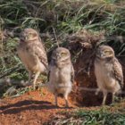 ../thumbnails/018-6805a.Burrowing Owl_EOSR6.jpg.small.jpeg