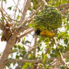 ../thumbnails/020-6833.Village Weaver_EOSR6.jpg.small.jpeg