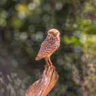 ../thumbnails/021-6844.Burrowing Owl_EOSR6.jpg.small.jpeg