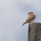 ../thumbnails/023-6861.American Kestrel_EOSR6.jpg.small.jpeg