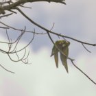 ../thumbnails/024-6872.Olive-throated Parakeet_EOSR6.jpg.small.jpeg