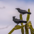 ../thumbnails/025-7112.Palm Crow_EOSR6.jpg.small.jpeg