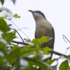 ../thumbnails/029-7230.Mangrove Cuckoo_EOSR6.jpg.small.jpeg