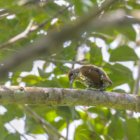 ../thumbnails/030-7270.Antillean Piculet_EOSR6.jpg.small.jpeg