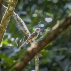 ../thumbnails/031-7283.Stolid Flycatcher_EOSR6.jpg.small.jpeg