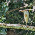 ../thumbnails/032-7286.Cattle Egret_EOSR6.jpg.small.jpeg