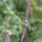 ../thumbnails/033-7294.Yellow-faced Grassquit_EOSR6.jpg.small.jpeg