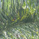 ../thumbnails/034-7295.Hispaniolan Oriole_EOSR6.jpg.small.jpeg