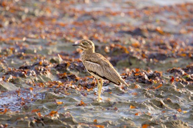 ../previews/000-0494v1.Eurasian Thick-Knee_EOSR6.jpg.medium.jpeg