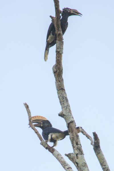 ../previews/001-0760 v1.Silvery-cheeked Hornbill, Trumpeter Hornbill_EOSR6.jpg.medium.jpeg