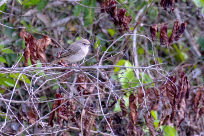 ../previews/002-0852.Pale Flycatcher_EOSR6.jpg.medium.jpeg