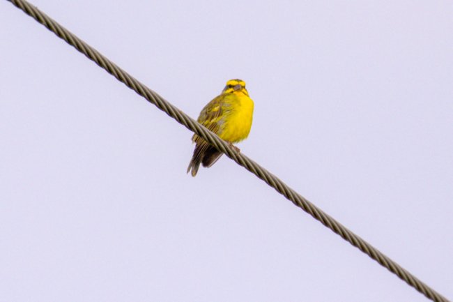 ../previews/008-1348.Yellow-fronted Canary_EOSR6.jpg.medium.jpeg