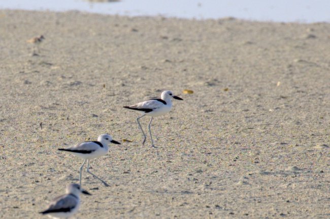 ../previews/009-1361.Crab-Plover_EOSR6.jpg.medium.jpeg