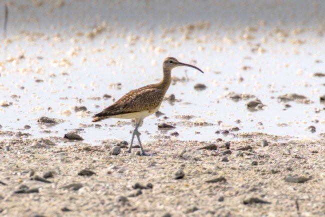 ../previews/010-1378 v1.Whimbrel_EOSR6.jpg.medium.jpeg