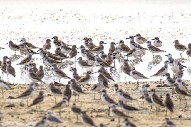 ../previews/011-1391 v1.Curlew Sandpiper, Lesser Sand-Plover_EOSR6.jpg.medium.jpeg