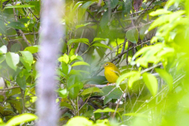 ../previews/013-1412.Yellow Flycatcher_EOSR6.jpg.medium.jpeg