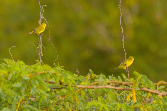 ../previews/014-1465.Abyssinian White-eye_EOSR6.jpg.medium.jpeg