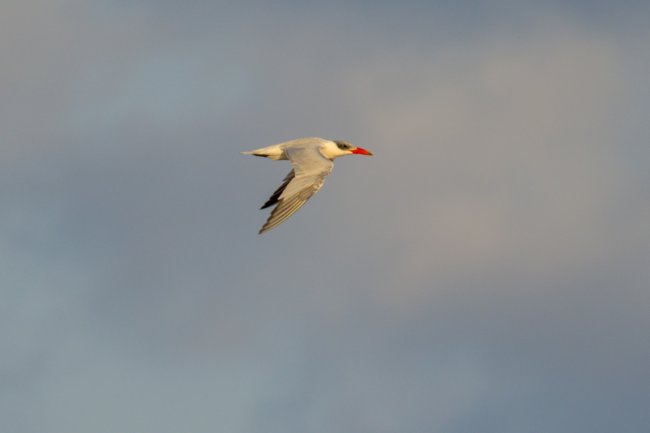 ../previews/015-1583.Caspian Tern_EOSR6.jpg.medium.jpeg