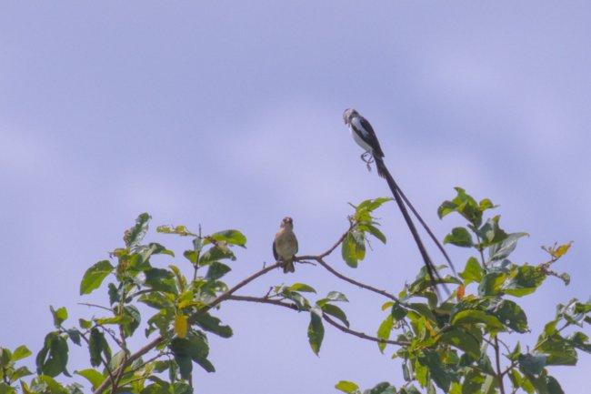 ../previews/017-1735.Pin-Tailed Whydah_EOSR6.jpg.medium.jpeg