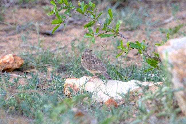 ../previews/018-1800.Pink-breasted Lark_EOSR6.jpg.medium.jpeg