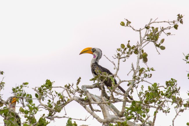 ../previews/020-1855.Eastern Yellow-billed Hornbill_EOSR6.jpg.medium.jpeg