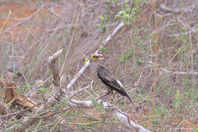 ../previews/021-1864.Wattled Starling_EOSR6.jpg.medium.jpeg