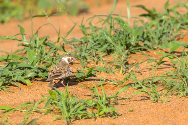 ../previews/023-1930.Chestnut-headed Sparrow-Lark_EOSR6.jpg.medium.jpeg