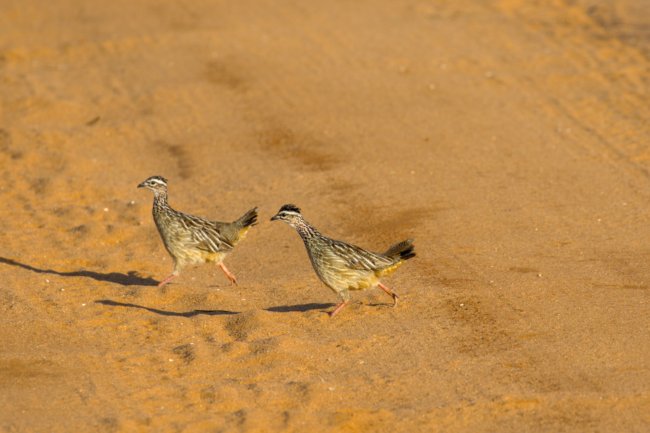 ../previews/025-1993.Crested Francolin_EOSR6.jpg.medium.jpeg