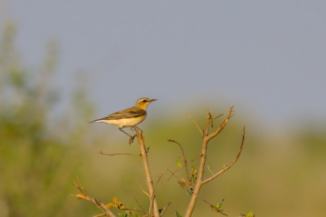 ../previews/026-2029.Pied Wheatear_EOSR6.jpg.medium.jpeg