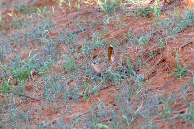 ../previews/027-2046.Rufous-tailed Scrub-Robin_EOSR6.jpg.medium.jpeg