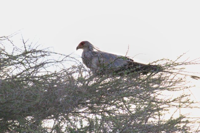 ../previews/028-2113.Secretarybird_EOSR6.jpg.medium.jpeg