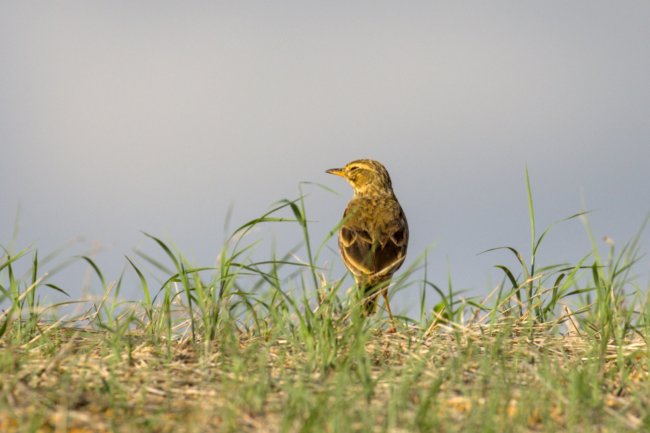 ../previews/031-2232.Long-billed Pipit_EOSR6.jpg.medium.jpeg