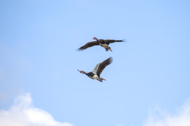 ../previews/032-2245.Spur-Winged Goose_EOSR6.jpg.medium.jpeg