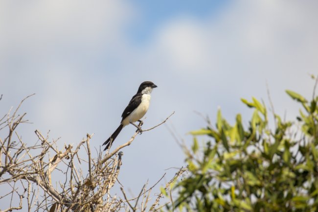 ../previews/034-2327.Long-tailed Fiscal_EOSR6.jpg.medium.jpeg