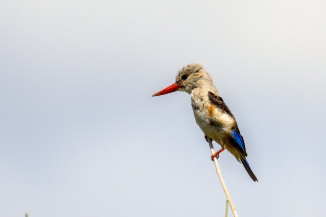 ../previews/035-2344.Grey-headed Kingfisher_EOSR6.jpg.medium.jpeg