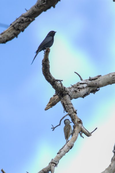 ../previews/037-2444.Fork-tailed Drongo, Cardinal Woodpecker_EOSR6.jpg.medium.jpeg