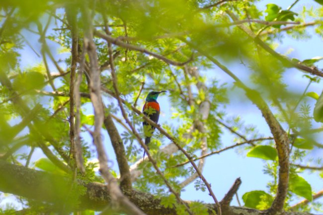 ../previews/039-2460.Black-bellied Sunbird_EOSR6.jpg.medium.jpeg