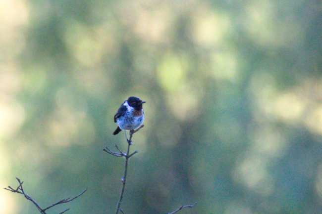 ../previews/041-2516.African Stonechat_EOSR6.jpg.medium.jpeg