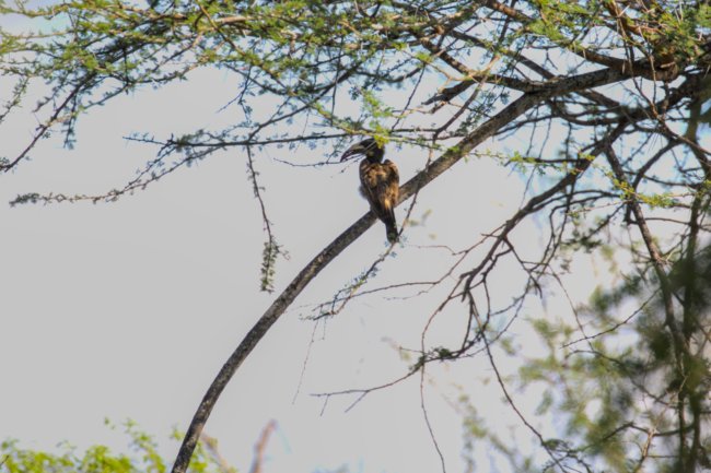 ../previews/043-2607.African Grey Hornbill_EOSR6.jpg.medium.jpeg