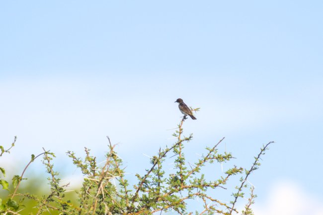 ../previews/044-2645.Eastern Violet-backed Sunbird_EOSR6.jpg.medium.jpeg