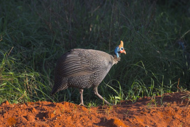 ../previews/046-2719.Helmeted Guineafowl_EOSR6.jpg.medium.jpeg