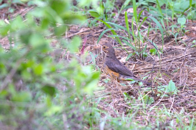 ../previews/047-2763.African Bare-eyed Thrush_EOSR6.jpg.medium.jpeg