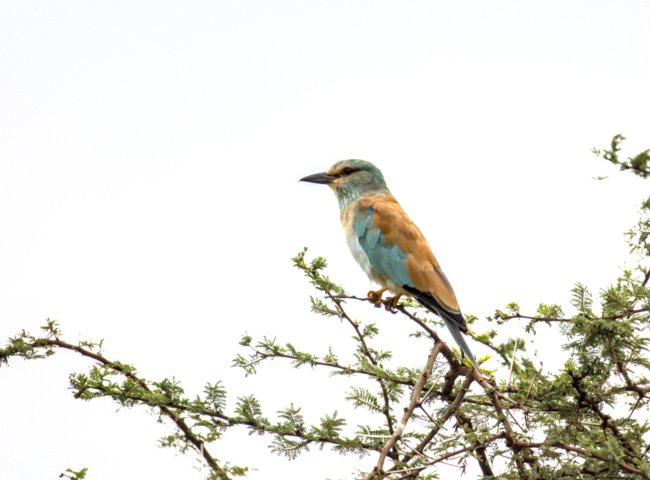 ../previews/048-2773 v1.European Roller_EOSR6.jpg.medium.jpeg