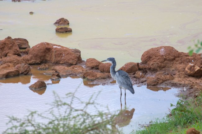 ../previews/049-2927.Black-Headed Heron_EOSR6.jpg.medium.jpeg