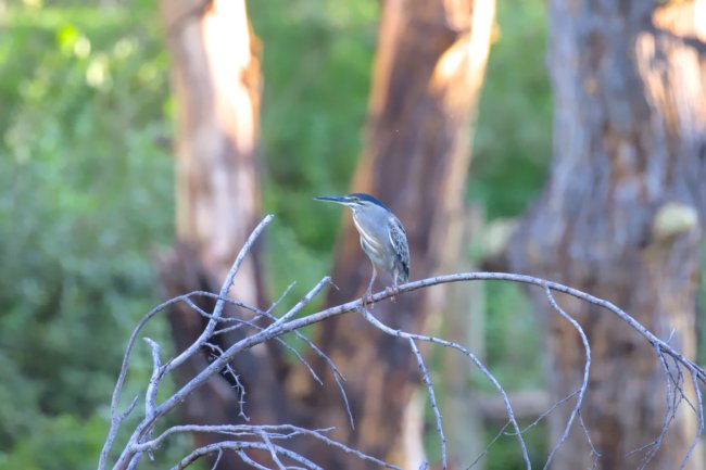 ../previews/051-3018.Striated Heron_EOSR6.jpg.medium.jpeg