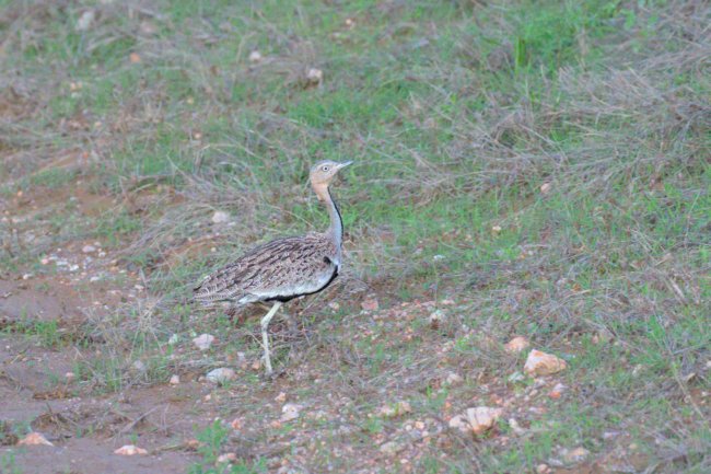 ../previews/052-3045.Buff-crested Bustard_EOSR6.jpg.medium.jpeg