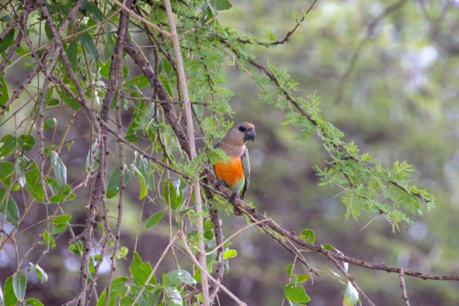 ../previews/053-3082.Red-bellied Parrot_EOSR6.jpg.medium.jpeg